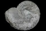 Unusual, Triassic Ammonite (Ceratites) Fossil - Germany #94064-1